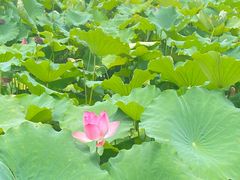 -湖畔居茶楼(湖滨店)