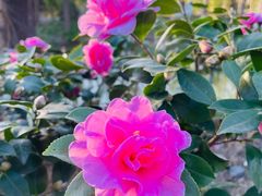 -合肥滨湖国家森林公园