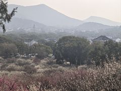 -香雪海