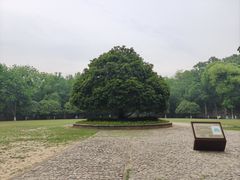 -灵谷景区