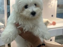 -翊宠yipet猫狗购宠庄园犬舍•猫舍