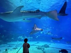 -烟台海昌鲸鲨海洋公园