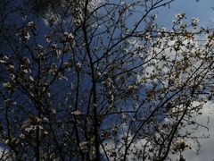 -白鹭湾湿地公园