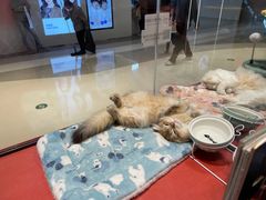 -babydoll猫舍·米努特·德文·缅因(久光中心店)