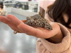 -Moni星球萌宠·小马宝莉·灵蛇·高端高阶全萌宠互动体验俱乐部(红豆国际广场店)