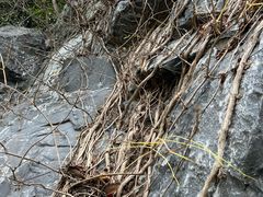 -上海吴淞炮台湾国家湿地公园