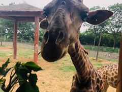 -石家庄市动物园