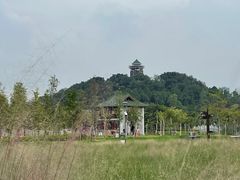 -王借岗森林公园