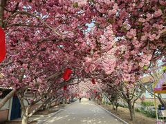 -莱阳濯村樱花园