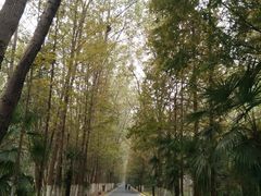 -合肥滨湖国家森林公园