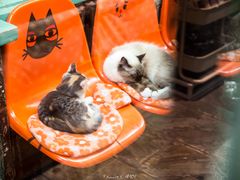 -猫咪博物馆(顶澳仔猫街店)