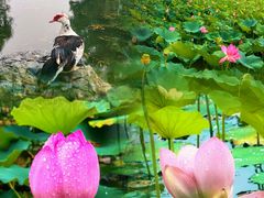 -莲花池公园