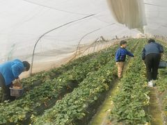 -小鱼草莓采摘园农家乐·小鱼餐厅