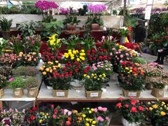 -秦美花卉(天朗·莱茵小城2期店)