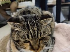-平行世界·猫咖(首经贸店)