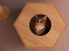 -啵啵喵·猫咖(攀华国际店)
