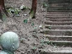 -武陵山森林公园