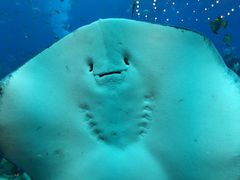 -亚特兰蒂斯•OSSIANO奥西亚诺海底餐厅