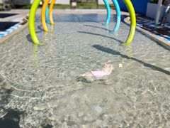 -爪吧宠物乐园 (温榆河示范区店)