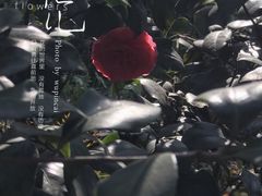 -重庆彩云湖湿地公园