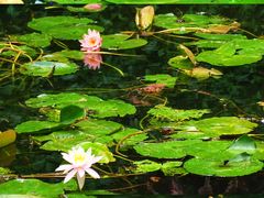 -荔湾湖公园