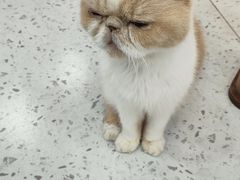 -喵园·猫主题咖啡厅·撸猫·猫咖(国贸店)