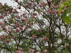 -东莞植物园