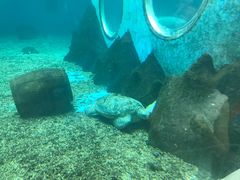 -北戴河圣蓝海洋公园