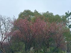 -八大山人梅湖景区