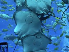 -青岛海底世界-水族馆