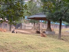 -石家庄市动物园