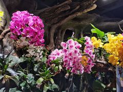 -正佳雨林生态植物园