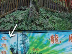 -黄帝陵