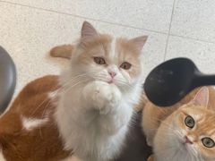 -飞行喵MR PILOT|猫舍·猫咖(静安大融城店)