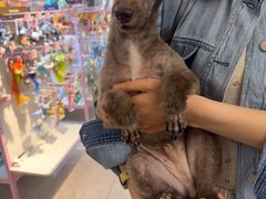 -FAELING PETS美天灵宠物(富力广场店)