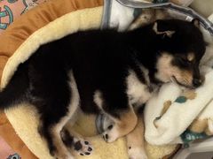 -南京Hallo宠物乐园·哈罗犬舍·柴犬繁育基地
