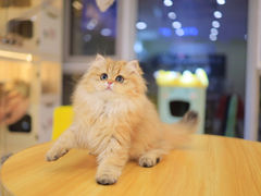-柚子猫舍·精品猫舍购猫·猫咪认养·购宠·宠物店