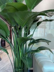 -洁铭新加坡医美