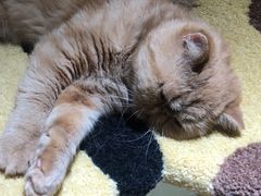 -猫和宫(六道口店)