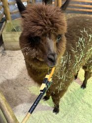 -Zoolung Zoolung动物主题公园(海信广场店)