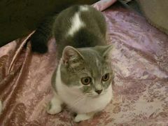 -猫色咖啡·猫咖