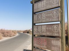 -金塔沙漠胡杨林景区