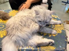 -平行世界·猫咖(首经贸店)