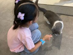 -飞行喵MR PILOT|猫舍·猫咖(静安大融城店)