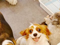 -有喵·猫咖·狗咖·40+猫狗有小奶狗(岗厦店)