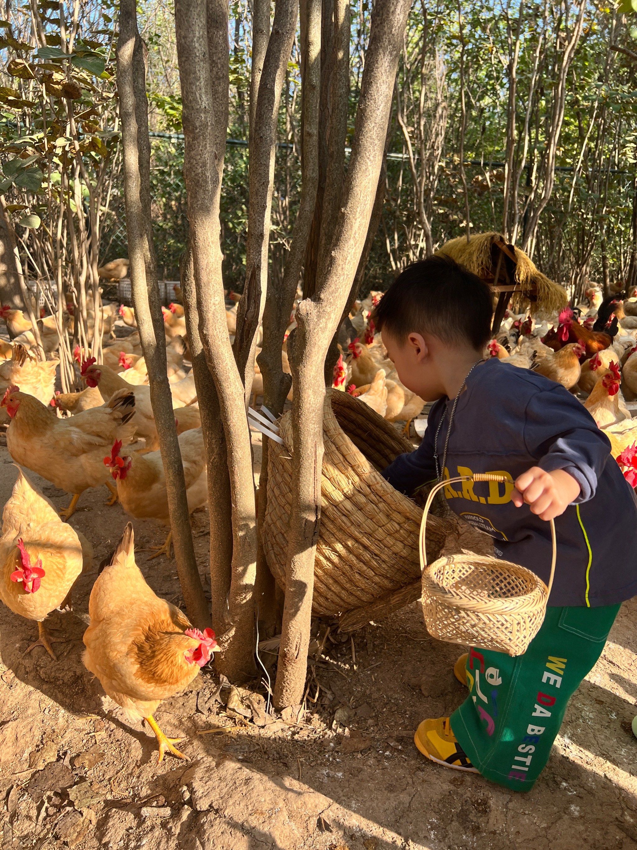 西安🏠带娃掏鸡蛋🥚吃鸡蛋的农场
