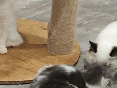-楼上猫咖(罗湖店)