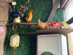 -食德喜·阳山鸡王食研基地