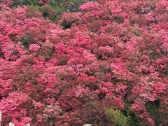 -木兰云雾山