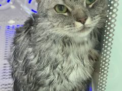 -爱洗澡的猫(望京店)